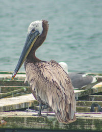 Close-up of heron perching on lake