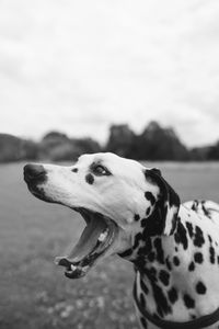 Close-up of dog looking away