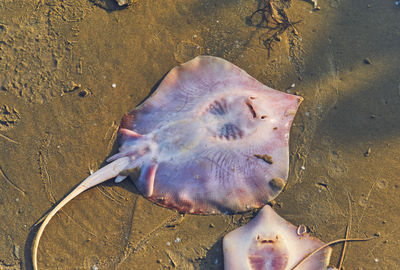 Aquatic stingray caught in fishing net, in shankarpur, west bengal