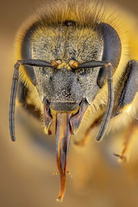 Close-up of caterpillar