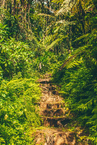 Trees in forest