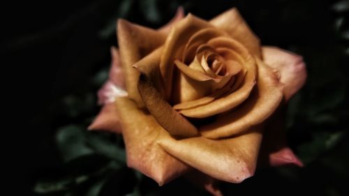 Close-up of rose blooming outdoors