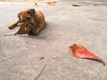 Dog on ground