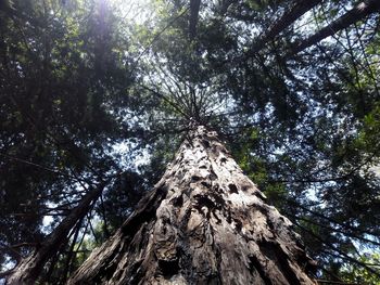 Low angle view of trees against sky