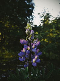 Close-up of purple flowering plant