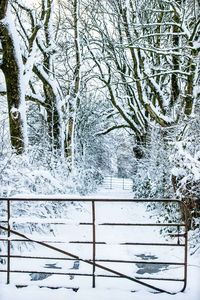 Bare trees on snow covered landscape