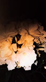 Close-up of wilted flower against black background