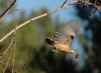 Close-up of bird perching on branch