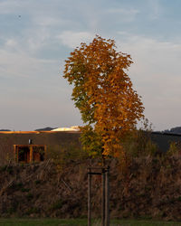 Tree on field against sky during autumn