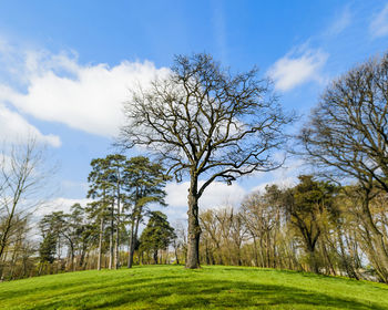 Bare trees on field against sky