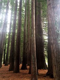 Trees in forest