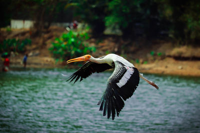 Bird flying over lake