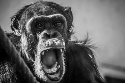 Close-up portrait of a monkey