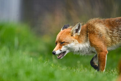 Fox walking on grassy field