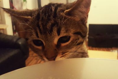 Close-up portrait of cat at home