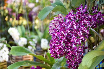 Close-up of purple flowering plant