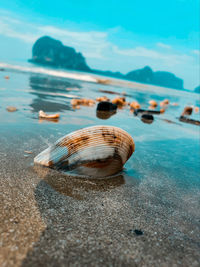 Close-up of seashell on beach