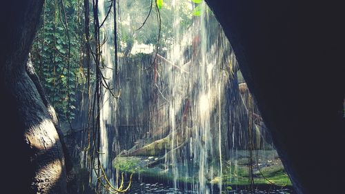 Sunlight streaming through trees in forest