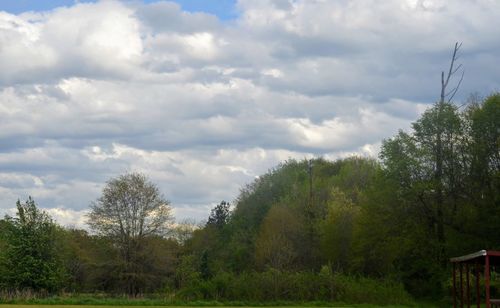 Trees against sky