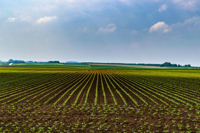 Scenic view of agricultural field against sky