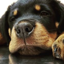 Close-up portrait of dog