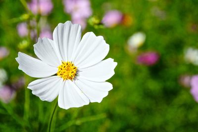 Close-up of white flowering plant