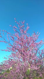 Low angle view of flowers blooming on tree against blue sky