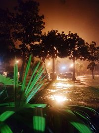 Illuminated trees at night