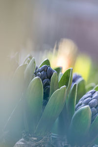 Close-up of flowering plant