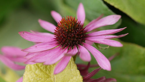 Close-up of pink flower