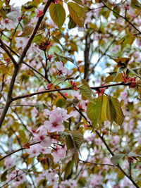 Low angle view of apple blossoms in spring