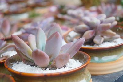 Close-up of succulent plant