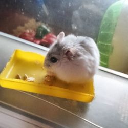 Close up of a yellow flower
