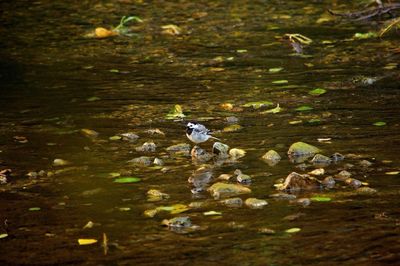 Reflection of ducks in puddle