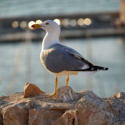 Seagull perching on rock