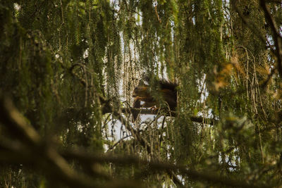 Monkey on tree in forest