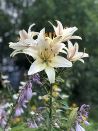 Close-up of white flowering plant