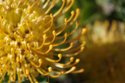 Close-up of yellow flower