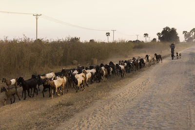 Flock of goats walking on road