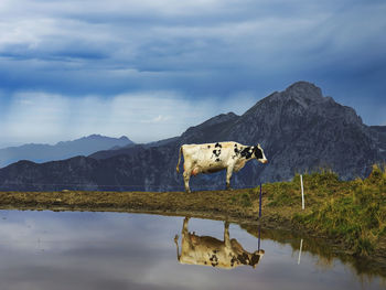 Cows grazing in lake