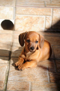 Portrait of puppy