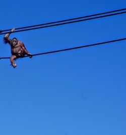 Low angle view of bird flying against blue sky monkey on a wire