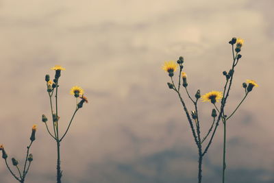 Close-up of yellow flowering plant