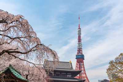 Tokyo tower and sakura cherry blossom in spring season at tokyo, japan.