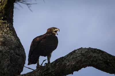 Low angle view of eagle perching on branch against sky