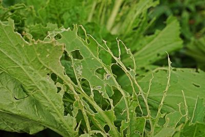 Close-up of wet plant leaves