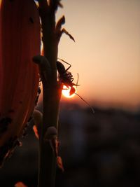 Close-up of silhouette plant against sky during sunset