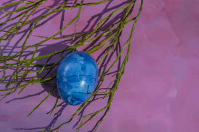 High angle view of plant