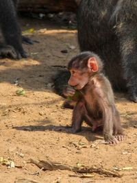 Monkey sitting on a land