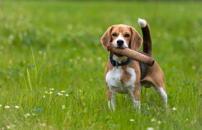 Low angle view of dog standing on grassy field